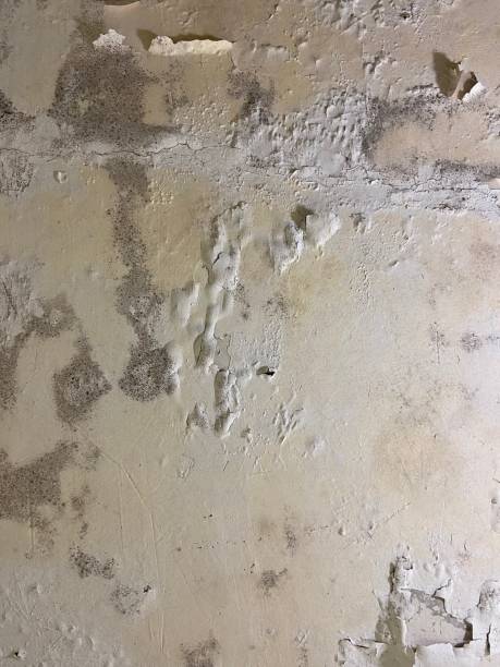 Professional Mold Removal in Oakland, NJ